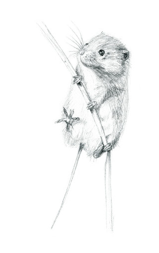 Dwarf mouse