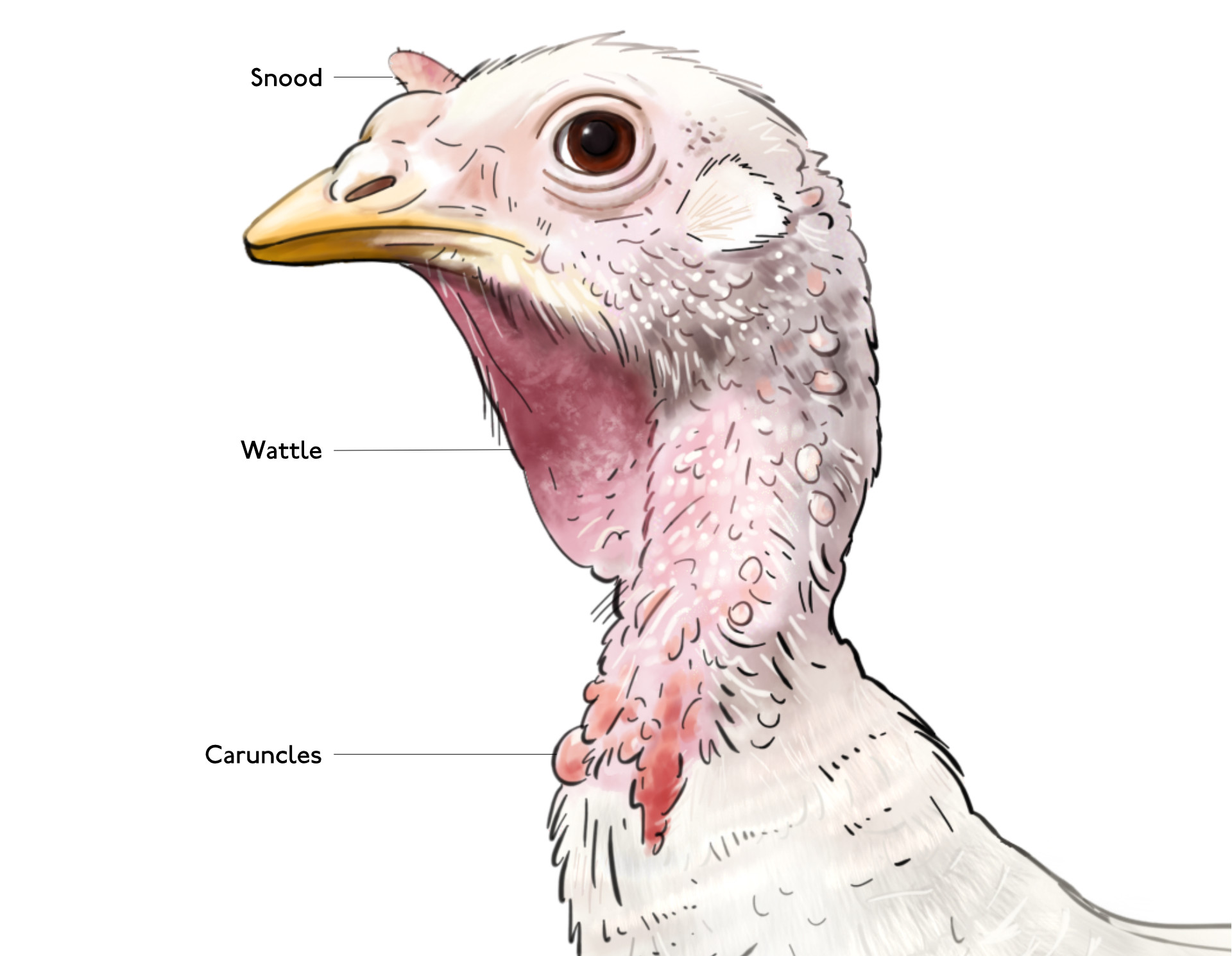 Female turkey