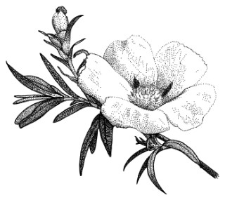 Labdanum